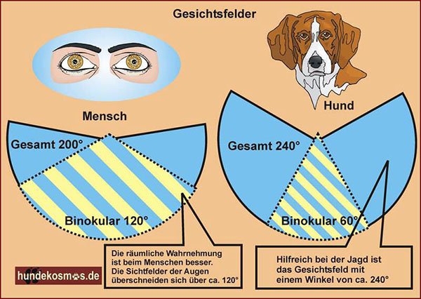 Gesichtsfeldvergleich Mensch und Hund